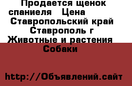 Продается щенок спаниеля › Цена ­ 3 000 - Ставропольский край, Ставрополь г. Животные и растения » Собаки   